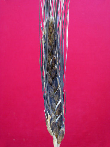 vallelunga_glabra